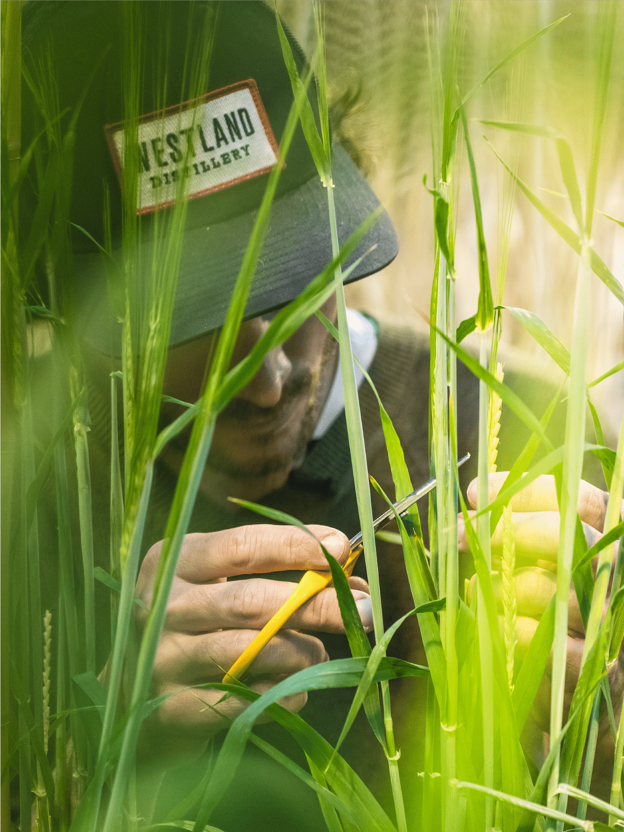 Certification B Corp De La Distillerie Westland