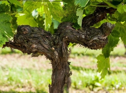 Medium Remy Martin Photo Visuel Image Vineyards Reemy Martin 12