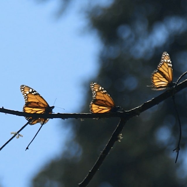 Préservation Des Papillons Monarques Avec Wwf Mexico