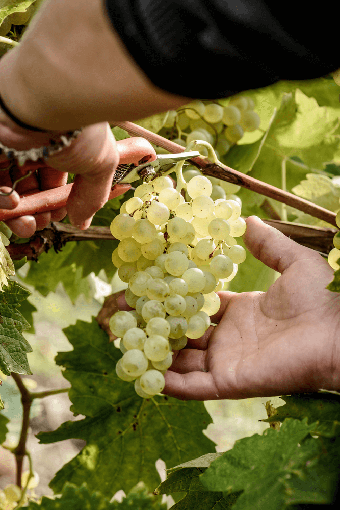 Remy Martin Photo Harvest 25