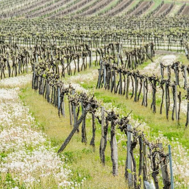Remy Martin Photo Vineyards Remy Martin 13