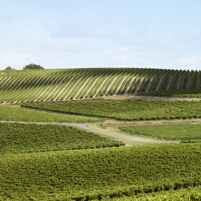 Remy Martin Photo Visuel Image Vineyards 3 Ld No Print