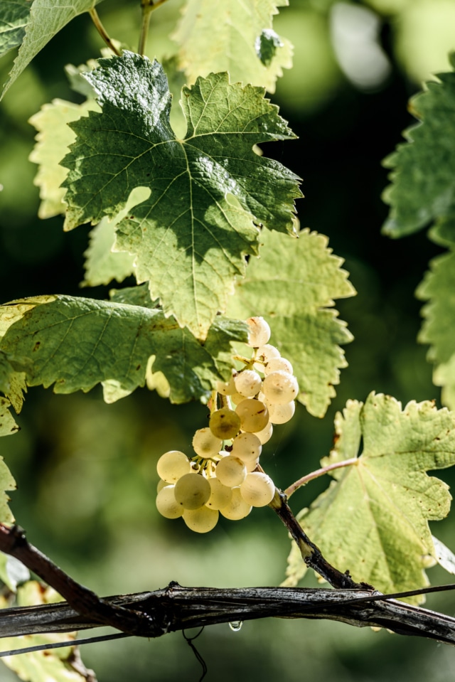 Remy Martin Photo Visuel Image Vineyards Rémy Martin 17