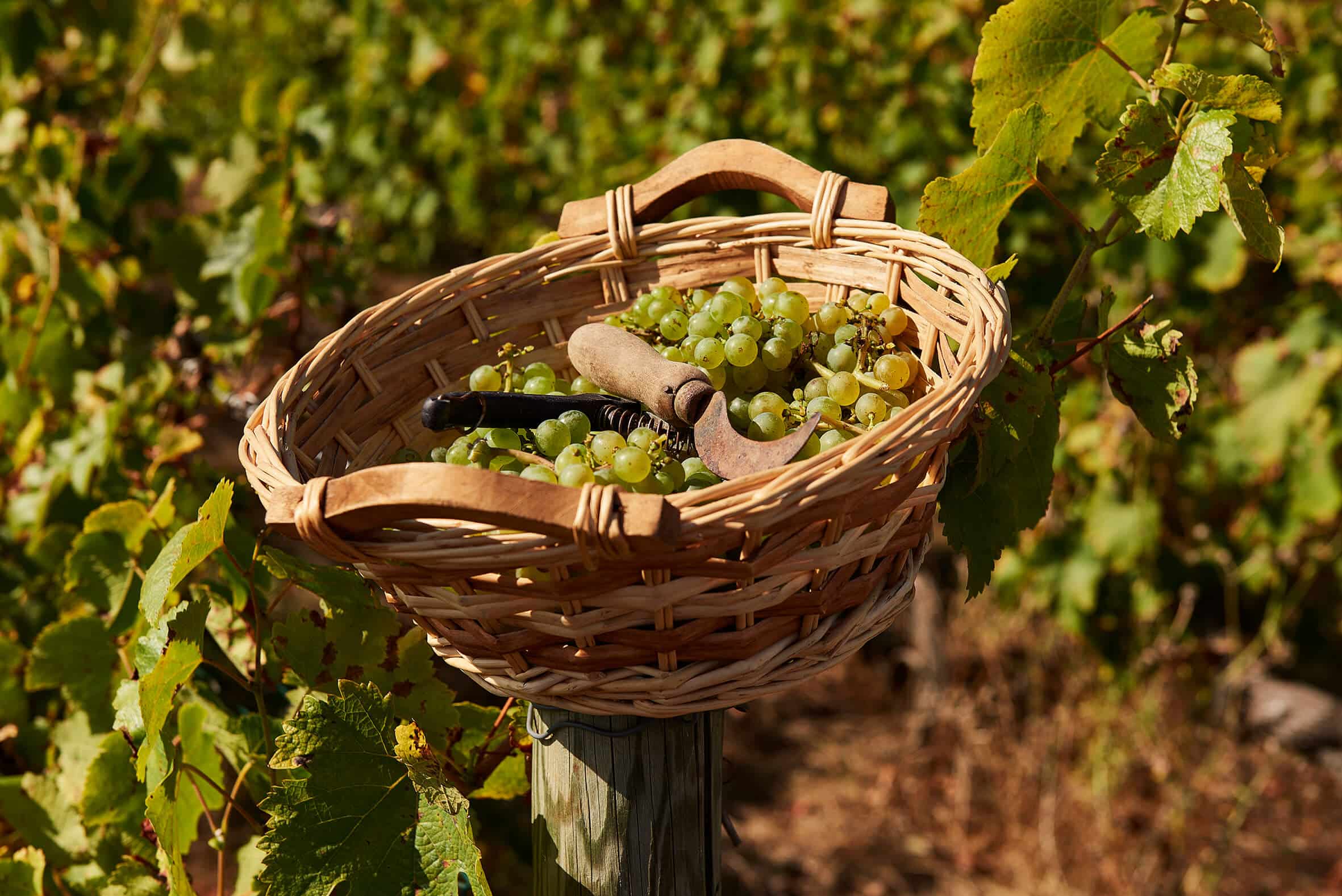 St Remy Photo Vineyards Copie