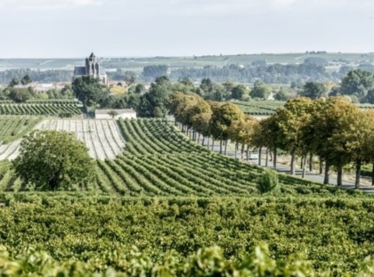 Web Remy Martin Photo Visuel Image Harvest 17